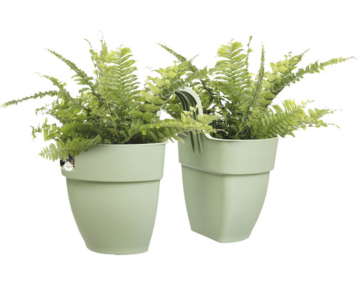 Deux suspensions avec des fougères dans des pots en plastique