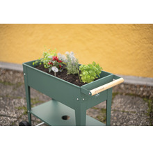 Jardin d''herbes aromatiques roulant avec différentes herbes