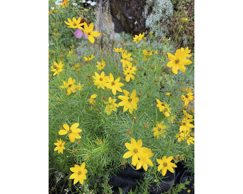 Mädchenauge Quirlblättriges Mädchenauge FloraSelf Coreopsis verticillata H 10-40 cm Co 3 L