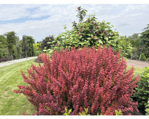 Roter Berberitzenstrauch im Garten.
