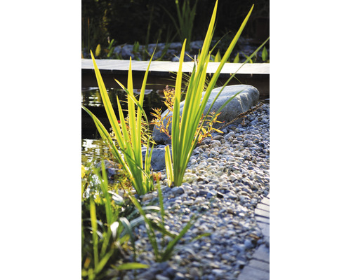 Gros plan d''un bassin de jardin avec des plantes, des pierres et du gravier