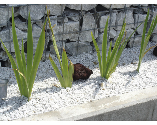 Jardin avec plantes, graviers et mur de gabions
