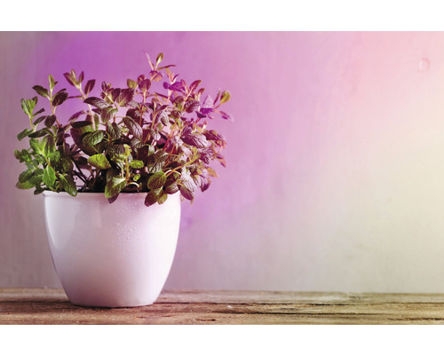 Kräutertopf mit Minze auf einem Holztisch