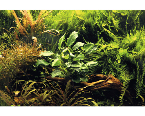 Aquarium avec différentes plantes aquatiques sur du bois flotté