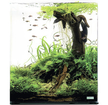 Aquarium avec plantes, bois flotté et poissons