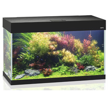 Aquarium avec plantes et poissons