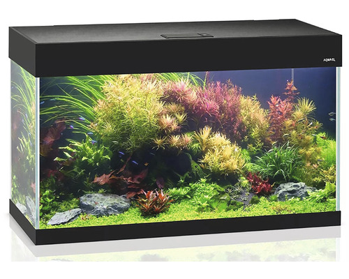 Aquarium avec plantes et poissons