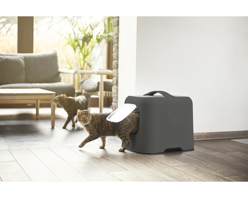 Katze betritt Katzentoilette in einem Wohnzimmer