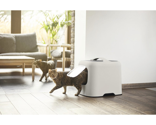 Katze verlässt Katzentoilette im Wohnzimmer