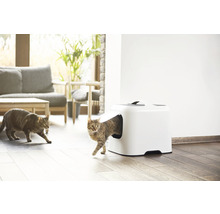 Katze verlässt Katzentoilette im Wohnzimmer