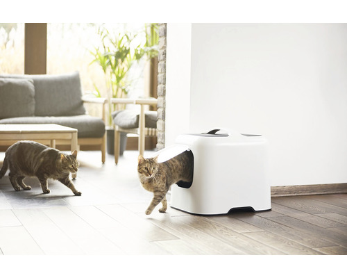 Katze verlässt Katzentoilette im Wohnzimmer