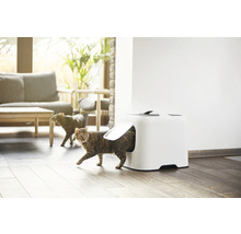Katze verlässt Katzentoilette in heller Wohnumgebung