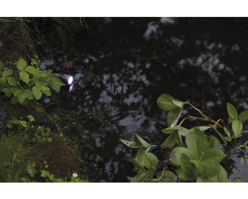 Teichszene mit Taschenlampe, Vegetation und Wasserreflexionen