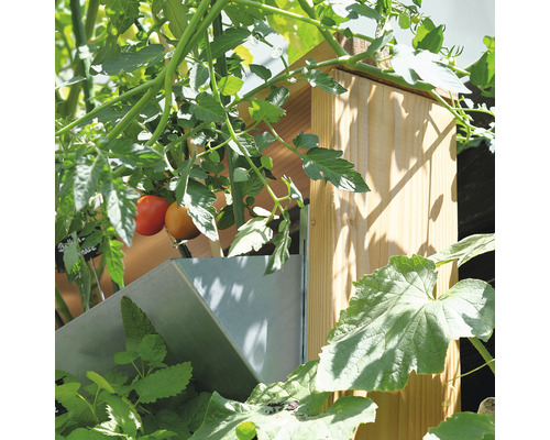 Gros plan d''un potager surélevé avec diverses plantes et tomates