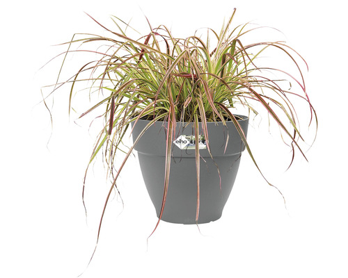 Gras in einem Blumentopf