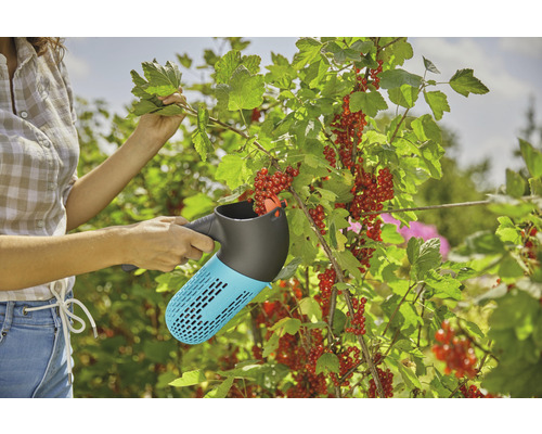 Frau pflückt Johannisbeeren mit einem Beerensammler