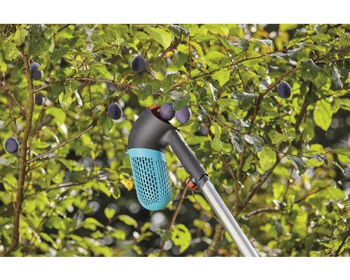 Obstpflücker im Einsatz an einem Baum mit reifen Pflaumen