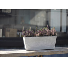 Blumenkasten mit Heidekraut auf einem Holztisch