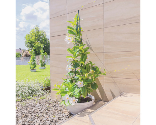 Dipladenia en pot avec support d''escalade pour l''extérieur
