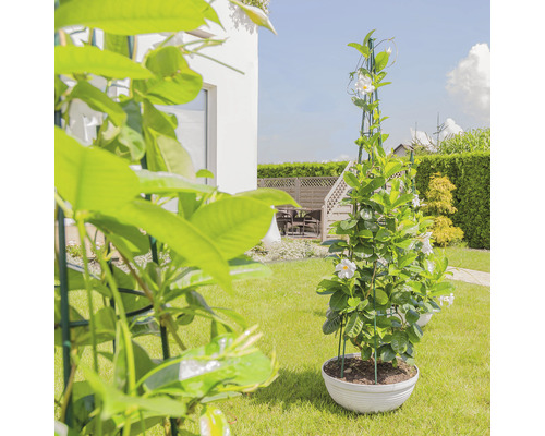 Vue de jardin avec une plante grimpante de Mandevilla en pot avec support