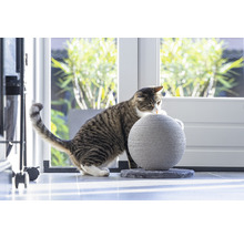 Chat tigré sur une balle à gratter à l''intérieur