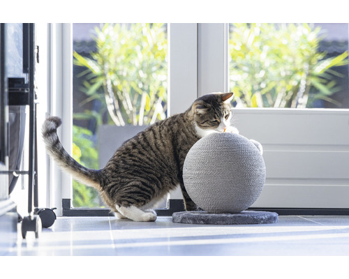 Chat tigré sur une balle à gratter à l''intérieur