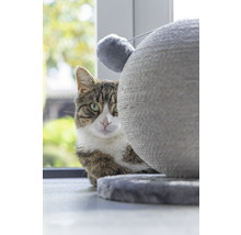 Chat tigré derrière un arbre à chat