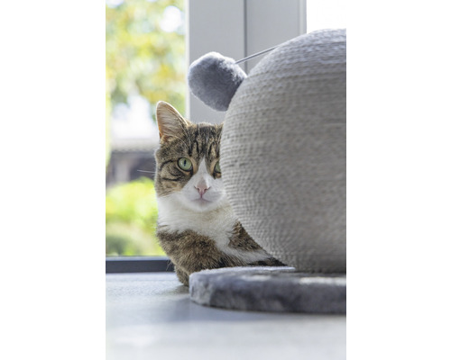Chat tigré derrière un arbre à chat