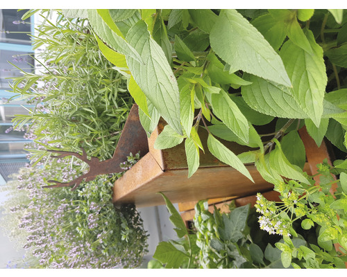 Detailaufnahme einer Kräuterspirale mit verschiedenen Kräutern