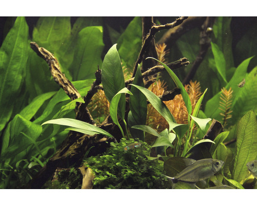 Aquarium mit Pflanzen und Fischen