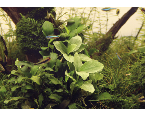 Aquarium avec plantes aquatiques et petits poissons