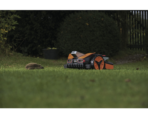 Robot tondeuse sur une pelouse avec un hérisson