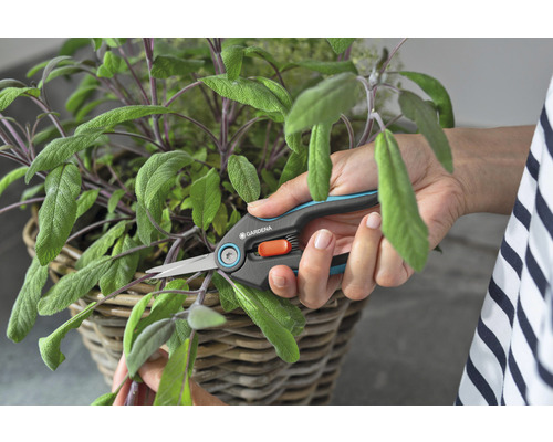 Une personne coupe de la sauge dans un panier avec une paire de ciseaux à herbes de Gardena
