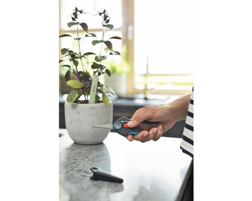 Main tenant un sécateur à côté d''un plant de basilic en pot