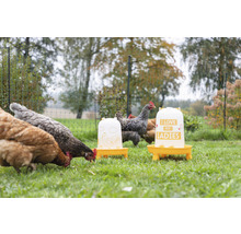 Hühner fressen neben zwei Futterspendern im Garten.