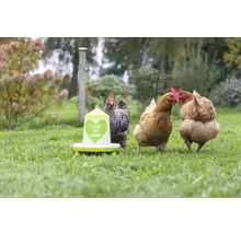 Hühnertränke mit Hühnern im Garten