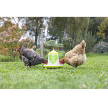 Zwei Hühner picken Futter aus einem Futterspender im Garten.