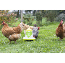 Hühner picken Futter aus einem Futterautomaten im Garten.
