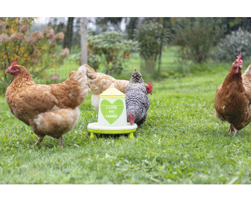 Hühner picken Futter aus einem Futterautomaten im Garten.
