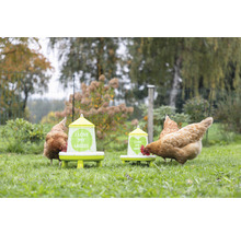 Hühner picken Futter aus zwei Futterspendern im Garten. Auf den Futterspendern steht der Spruch Ich liebe meine Damen.