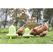 Hühner fressen aus Futterautomat auf einer grünen Wiese