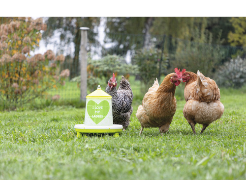 Hühnertränke mit der Aufschrift I love my Ladies und Hühner auf einer Wiese