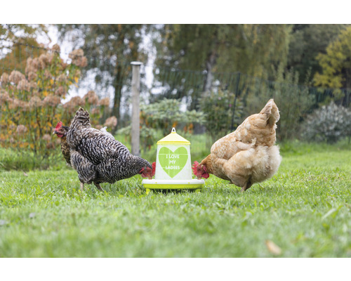 Zwei Hühner fressen aus einem Futterspender im Garten.