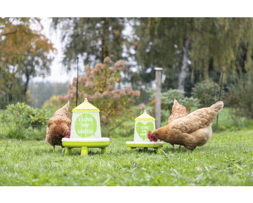 Zwei Futterautomaten für Hühner im Garten mit Hühnern, die fressen.