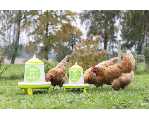 Hühner fressen aus Futterautomat mit dem Aufdruck ''I love my ladies'' auf einer Wiese.