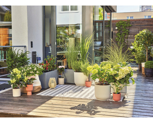 Balcon aménagé avec plantes, pots et tapis