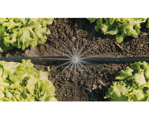 Système d''irrigation avec tuyau d''arrosage et plants de salade dans le jardin