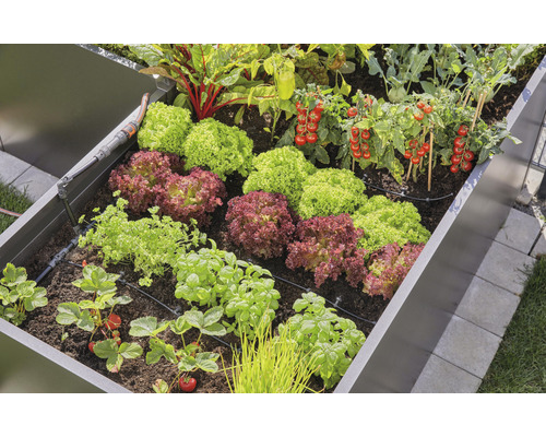 Jardinière surélevée avec salade, tomates, fraises et système d''irrigation