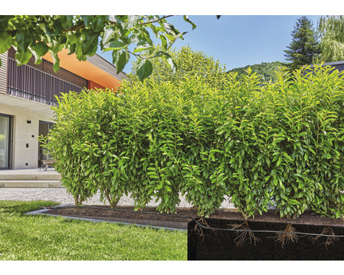 Rangée de plantes de laurier-cerise dans le jardin