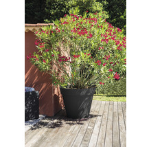 Oleander im Pflanzgefäss auf einer Holzterrasse